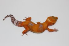 Tangerine Bell Albino.jpg