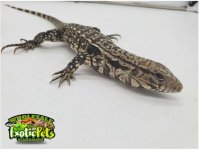 Tegu 7 2.JPG