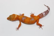 Tangerine Bell Albino 01.jpg