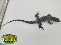 Tegu 8 2.jpg