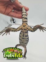 Tegu 8 3.jpg