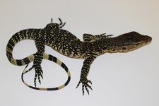 Water Monitor Baby.jpg