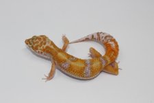 C9JungleTremper.jpg