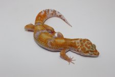 C9JungleTremper1.jpg