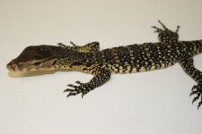 Water Monitor Baby 01.jpg