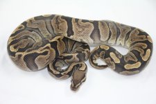 0.1 GHI het Pied.jpg