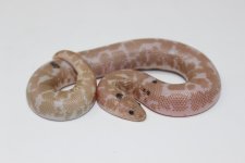 Snow Paradox.jpg