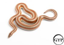 200326RoseyBoa3-4.jpg