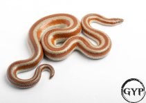 200326RoseyBoa3-3.jpg