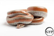 200326RoseyBoa3-1.jpg
