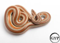 200326RoseyBoa3-2.jpg