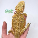 citrus-bearded-dragon.jpg