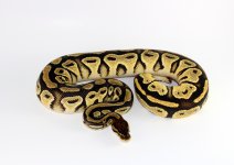 20191011194257.701-0.1ODBongophHypo.jpg