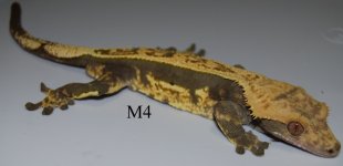 DSC_0034.jpg