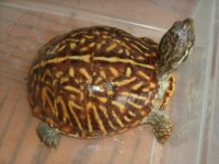 Dona Ana female 1.JPG