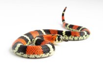 200309Tricolorhognose2-1.jpg