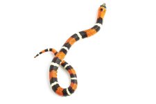 200309Tricolorhognose2-2.jpg