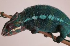 King-panthechameleon.jpg