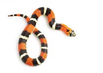 200309Tricolorhognose2-3.jpg
