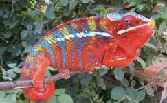 Mari-Red-Chameleon.jpg
