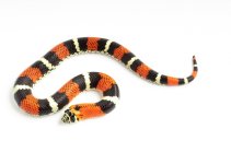 200309Tricolorhognose2-4.jpg