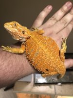 beardie03.jpg