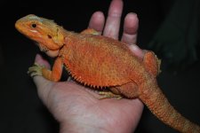 DSC_0002.jpg