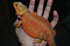 DSC_0006.jpg