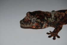 DSC_0478.jpg