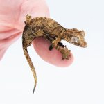 SATANIC LEAFTAIL GECKO MALE 1 NEW.jpg