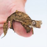 SATANIC LEAFTAIL GECKO MALE 3 NEW.jpg