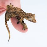 SATANIC LEAFTAIL GECKO MALE 4 NEW.jpg