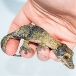 MOSSY LEAFTAIL GECKO FEMALE 2.jpg