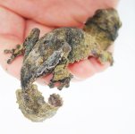 MOSSY LEAFTAIL GECKO FEMALE 3.jpg