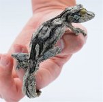 MOSSY LEAFTAIL MALE 2.jpg