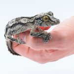 MOSSY LEAFTAIL MALE 3.jpg