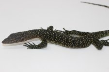 Mangrove Monitor1.jpg