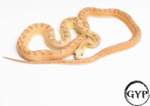 20053018ScalelesssEvergladesRatM2.jpg