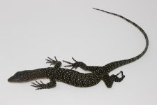 Mangrove Monitor 3.jpg