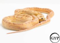 20053018ScalelesssEvergladesRatM4.jpg