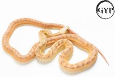 20053018ScalelesssEvergladesRatM3.jpg