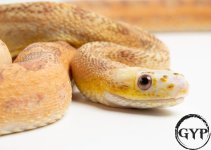 20053018ScalelesssEvergladesRatM1.jpg