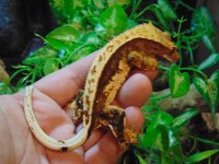 DSC00152.jpg