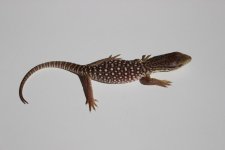 Baby Savannah Monitor.jpg