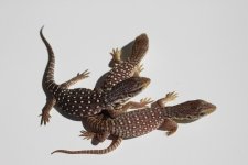 Baby Savannah Monitor 02.jpg