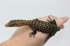 Quince Monitor Baby.jpg