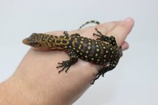 Quince Monitor Baby 01.jpg