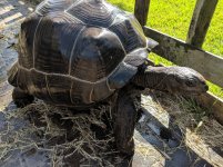 aldabra3.jpg