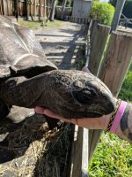 aldabra4.jpg