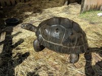 aldabra5.jpg